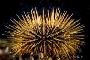 Sea urchin by Marco Gargiulo 
